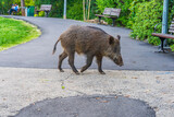 Fototapeta Uliczki - Wild boar in a public garden in Haifa