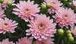 Arrangement of dainty pink chrysanthemum blossoms, budding flowers, and foliage set against transparent background, extracted floral garden colorful background