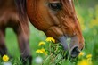 Beautiful Chestnut Budyonny Horse Chewing Bright Green Grass with Dandelions. Closeup Portrait of Animal's Mouth Eating Grass