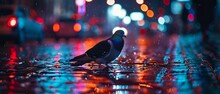 A Pigeon Stands On A Rain-soaked Cobblestone Street