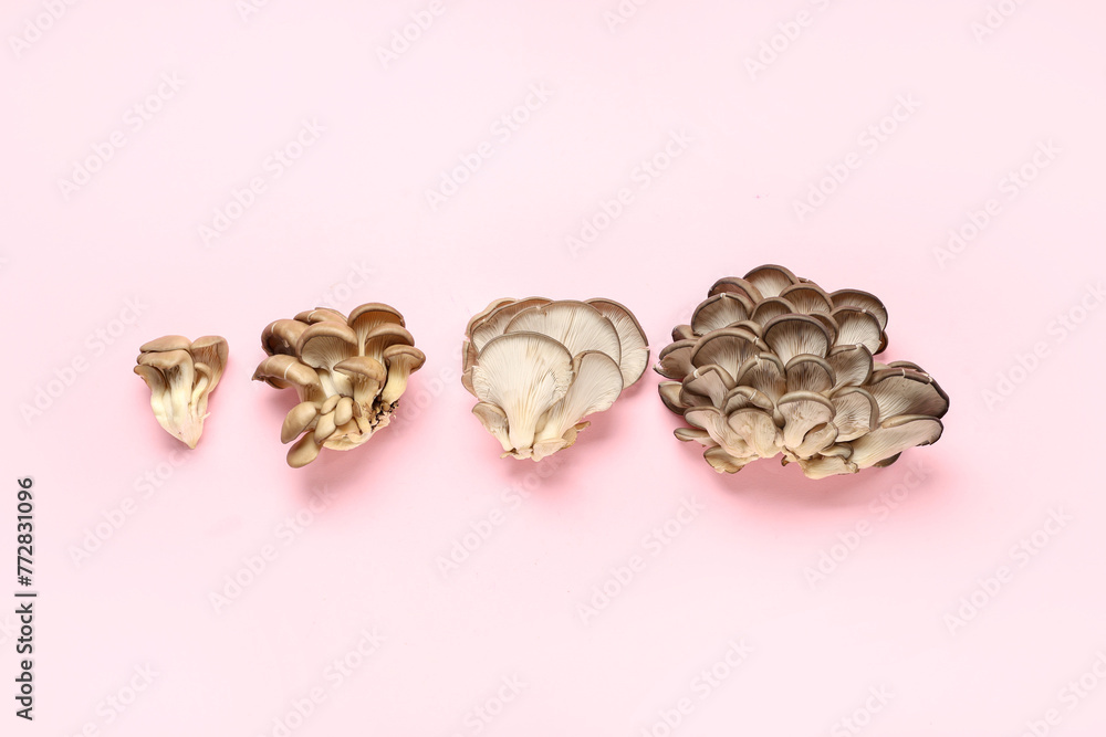 Fresh oyster mushrooms on pink background