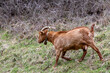 Goat with brown fur and a cowbell moving through the meadow.