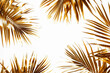 Golden palm leaves mostera around copyspace on white background.