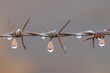 macro shot of water droplets on barbed wire after rain