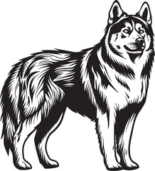 Wall Mural - Siberian Husky  Vector