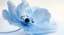 Blue Flower On A White Background With Blank Copy Space