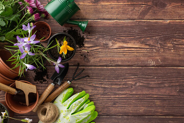 embrace spring's charm with a garden scene. overhead shot of budding chrysanthemums, crocus, tools l