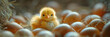 Chick is standing in incubator surrounded by egg,
A newborn chick emerges from the egg shell and hatches in the chicken hatchery
