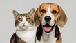 Happy panting beagle dog and cat looking at camera, Isolated on grey background
