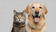 Happy panting Golden retriever dog and cat looking at camera, Isolated on grey background
