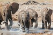 group of baby elephants splashing in a waterhole
