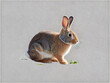 A Rabbit  transparent background image 