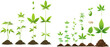 Cannabis cultivation, planting marijuana seeds and hemps plants stages of growth vector illustration