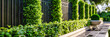 Lush greenery against a garden wall, showcasing the intricate balance between nature and architecture in outdoor design