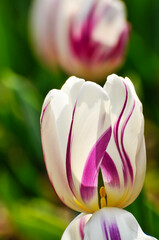 Wall Mural -  lovely magnolia blossom in springtime