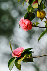 Wall Mural - red rose in the garden