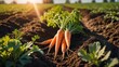 Fresh harvest of carrots on the ground in a vegetable garden, on a farm. Permaculture. Organic vegetables. Healthy vegan food. Farm and gardening concept, harvesting