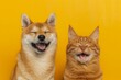 Laughing Shiba Inu and grinning orange tabby cat on yellow background, concept of joyous pets and infectious happiness