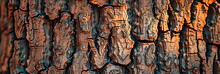 Macro View Of A Trees Bark, Showcasing The Complex Texture And Patterns, Symbolizing The Resilience And Beauty Of Nature