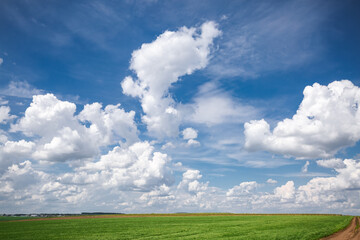 Canvas Print - A gorgeous cumulus clouds over the horizon on a sunny summer day.