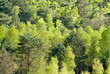Betula verrucosa, Bouleau verruqueux, Réserve biologique de la Plaine de Chanfroy, Forêt de Fontainebleau, 77, Seine et Marne, France