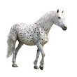 horse breed Appaloosa with spots galloping, Appaloosa horse in the pasture at sunset, white horse with black and brown spots. yearling baby horse isolated on white background png