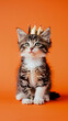 Adorable tabby kitten in golden crown on orange background. Kingsday celebration in the Netherlands concept
