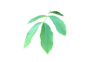 Wall Mural - isolated green leaves of lagerstroemia speciosa or queen crepe myrtle on white background with clipp