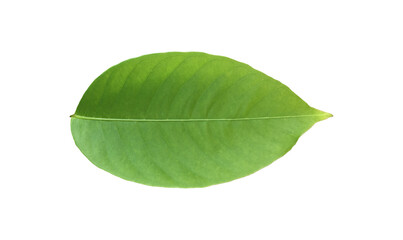Wall Mural - isolated green leaves of lagerstroemia speciosa or queen crepe myrtle on white background with clipp