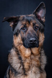 Fototapeta  - The portrait of German Shepherd Dog