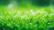 Green grass field covered in water droplets