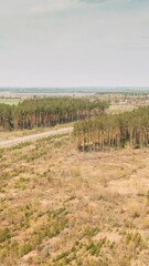 Canvas Print - Aerial View Pine Forest Deforestation Area Landscape, Agriculrural Field and country road. Forest Near Field. Bird's Eye View. Drone Lapse Hyperlapse. 4K. Timelapse Dronelapse Hyperlapse Time Lapse.