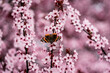 Japanische Zierkirsche in der Blühte mit Admiral Schmetterling