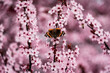 Japanische Zierkirsche in der Blühte mit Admiral Schmetterling