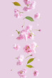 Cherry blossoms flowers floating on a pink background. Minimal lifestyle aesthetic Summer and Spring concept.