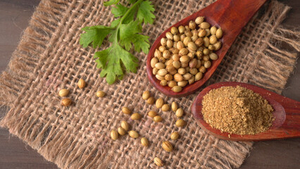 Dry coriander seeds with small bamboo spoon and green fresh bunch coriander leaves,famous spices ingredients in asia's kitchen.