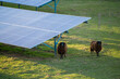 Two brown sheep standing under solar power panel for agri photovoltaic power