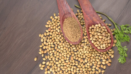 Dry coriander seeds with small bamboo spoon and green fresh bunch coriander leaves,famous spices ingredients in asia's kitchen.