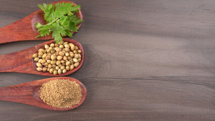 Dry coriander seeds with small bamboo spoon and green fresh bunch coriander leaves,famous spices ingredients in asia's kitchen.