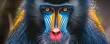 Close-up of a mandrill's colorful face