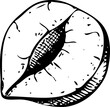 Hazelnut drawing. Nut vector sketch. Hand-drawn botanical design element. Healthy food illustration