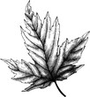 Fallen leaf drawing. Autumn plant vector sketch. Hand-drawn botanical design element. Fall nature illustration