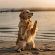 golden retriever on the beach make yoga 