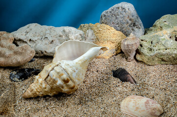 Pleuroploca trapezium seashell underwater