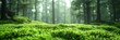 Moss-covered field in dense forest setting