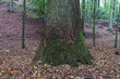 Baum, Wald, Laubwald, Buche, Eiche, Mystik, Blätter, Bäume, Bayern, Holz, Stamm