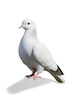 white pigeon on a white transparent background