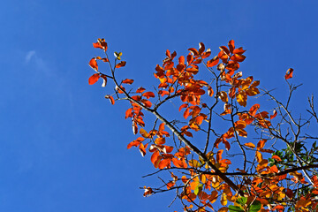 Wall Mural - Autumnal leaves and blue sky in Petropolis, Rio de Janeiro, Brazil