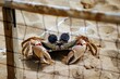 crab with round sunglasses on a sandy beach volleyball court