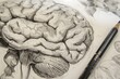closeup of pencil shading in brain lobes on a sketch